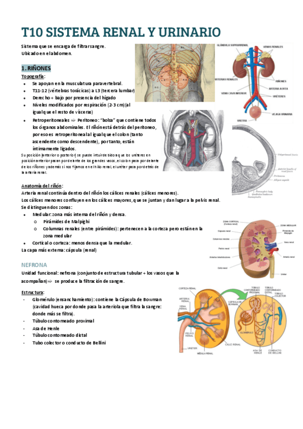 Miniatura del documento T10-SISTEMA-RENAL-Y-URINARIO.pdf