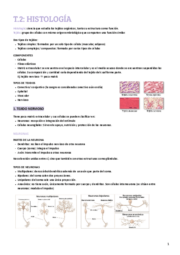 Miniatura del documento T2 HISTOLOGÍA.pdf