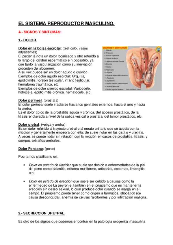 Miniatura del documento MASCULINO.pdf