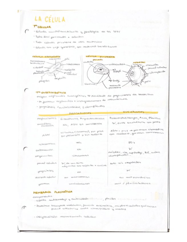 Miniatura del documento EUCARIOTA.pdf