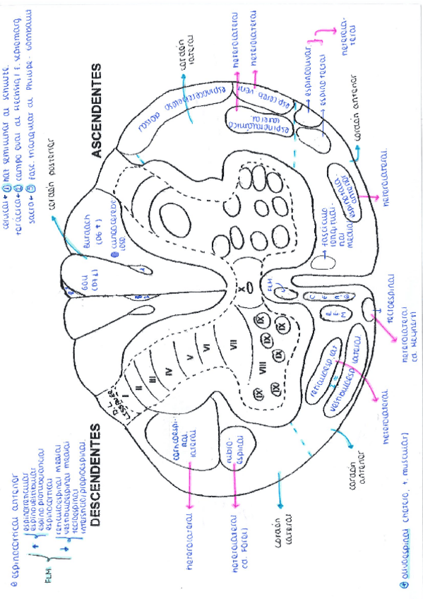 Miniatura del documento medula-espinal.pdf