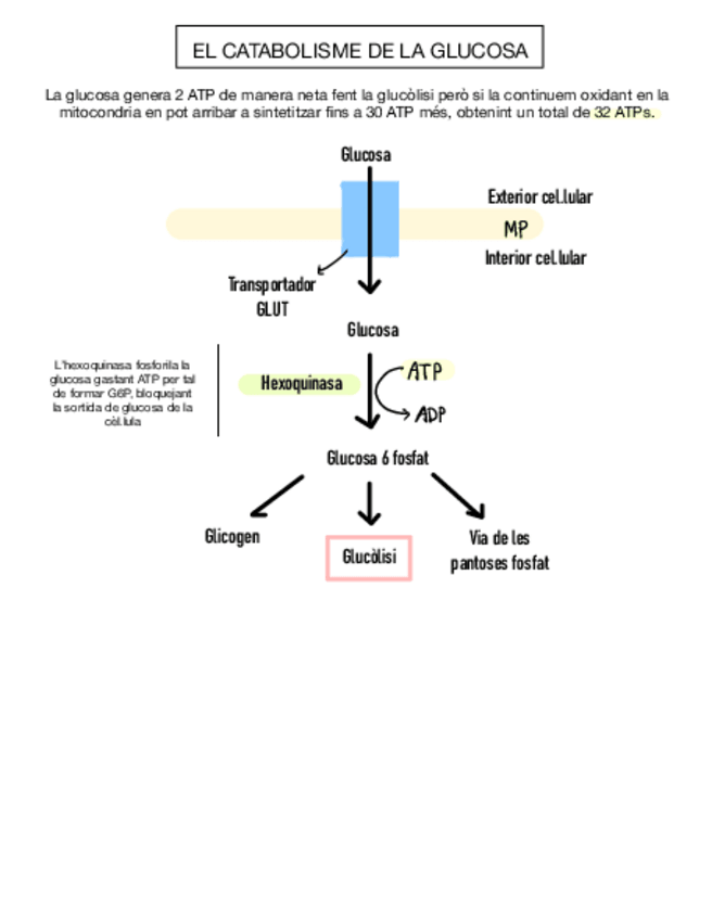 Miniatura del documento METABOLISME.pdf