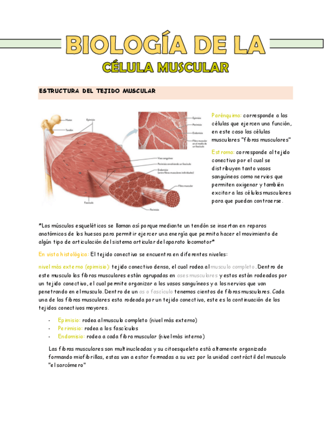Miniatura del documento biologia-de-la-celula-muscular.pdf
