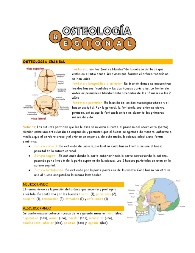 Miniatura del documento osteologia-regional.pdf