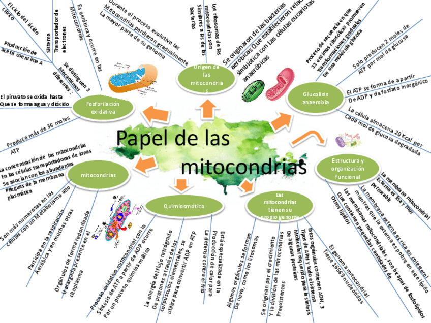 Miniatura del documento mitocondrias.pdf