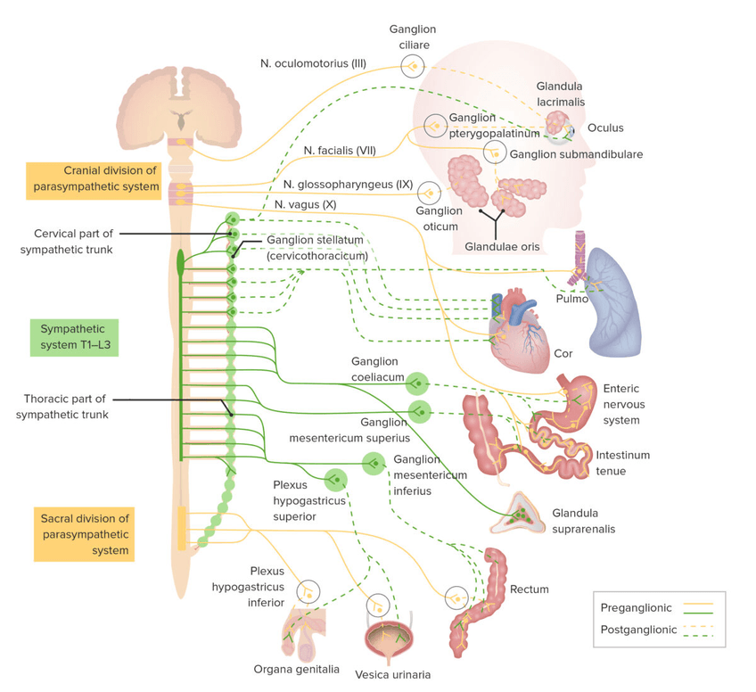 Miniatura del documento Pathways-of-the-sympathetic-nervous-system-1200x1098.jpg