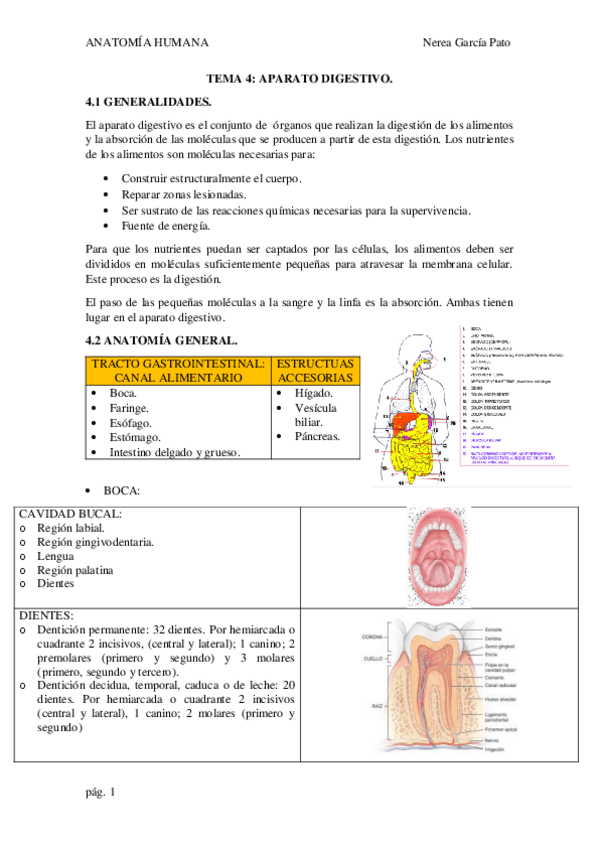 Miniatura del documento TEMA-4-APARATO-DIGESTIVO.pdf
