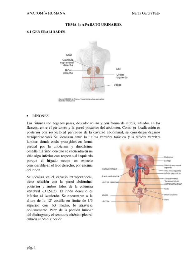 Miniatura del documento TEMA-6-APARATO-URINARIO.pdf