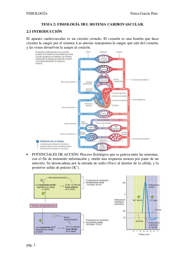 Miniatura del documento TEMA-2-FISIOLOGIA-DEL-SISTEMA-CARDIOVASCULAR.pdf