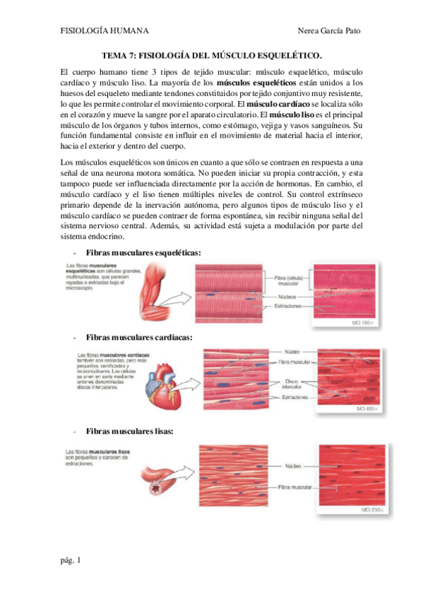 Miniatura del documento TEMA-7-FISIOLOGIA-DEL-MUSCULO-ESQUELETICO.pdf