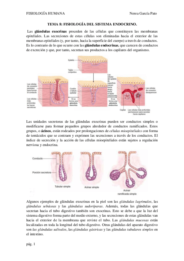 Miniatura del documento TEMA-8-FISIOLOGIA-DEL-SISTEMA-ENDOCRINO.pdf