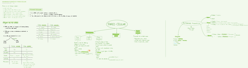 Miniatura del documento MEMBRANA-PLASMATICA-Y-PARED-CELULAR-.pdf