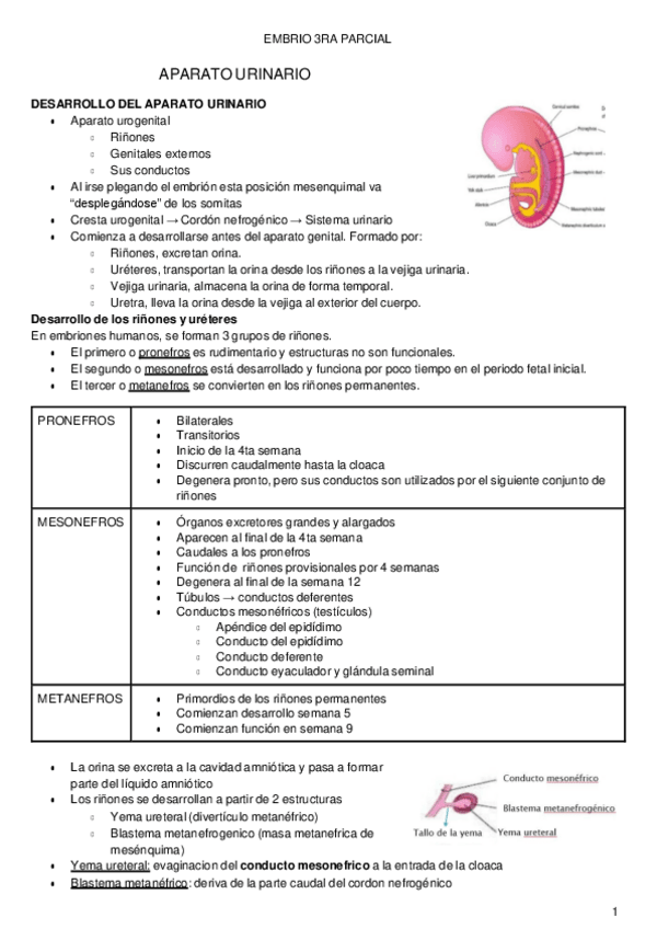 Miniatura del documento URINARIO-Y-GENITAL.pdf