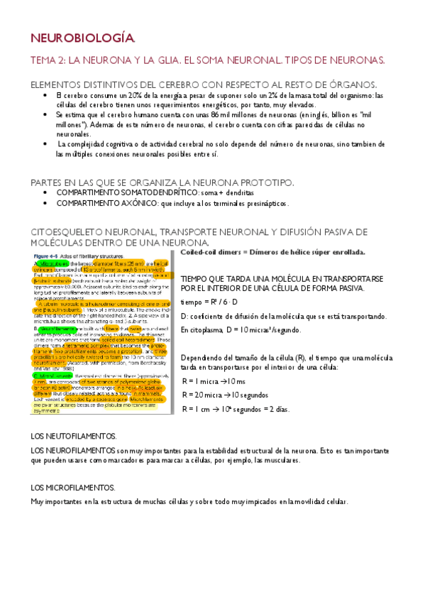 Miniatura del documento Tema2NEUROAPUNTES.pdf