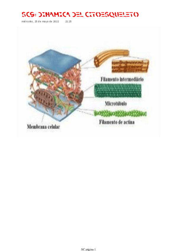 Miniatura del documento SC9-DINAMICA-DEL-CITOESQUELETO.pdf