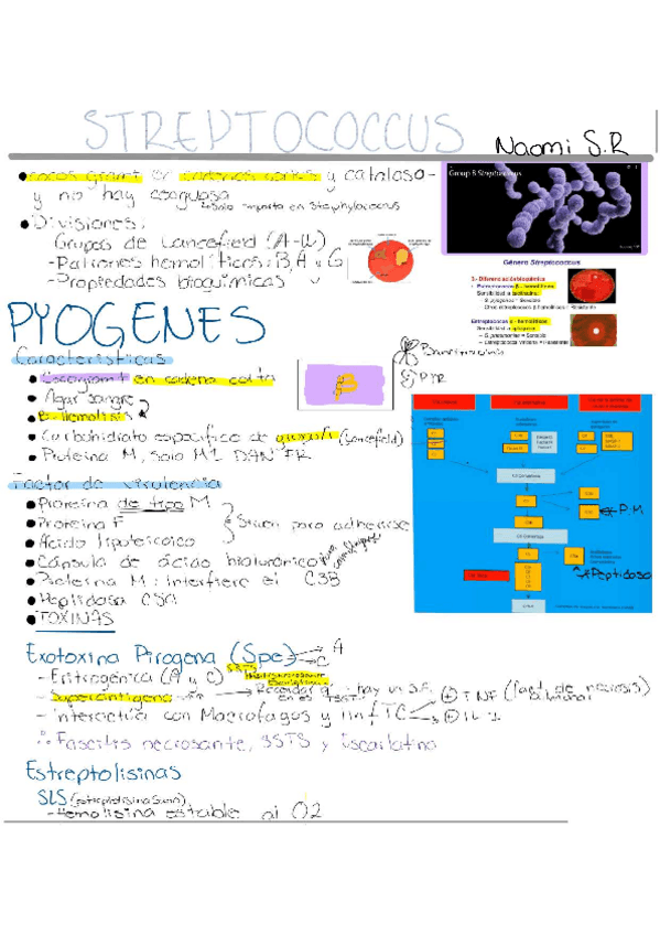 Miniatura del documento Estreptococcus.pdf