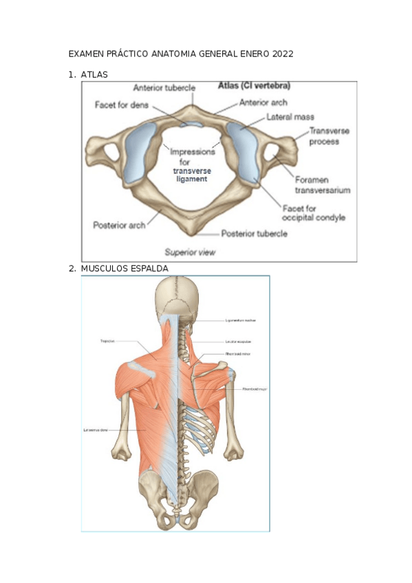 Miniatura del documento EXAMEN-PRACTICO-ANATOMIA-GENERAL-ENERO-2022.docx