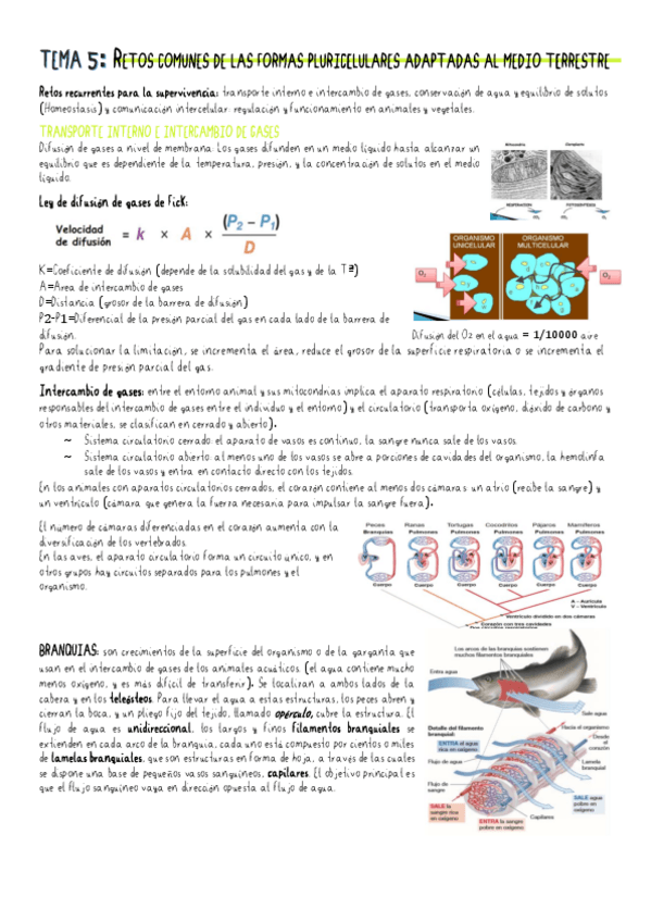 Miniatura del documento TEMA-5.pdf