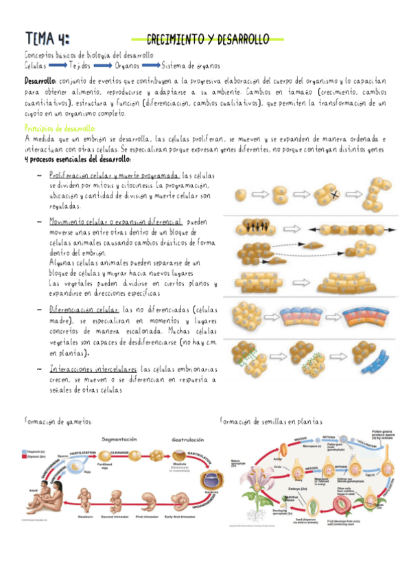 Miniatura del documento TEMA-4.pdf