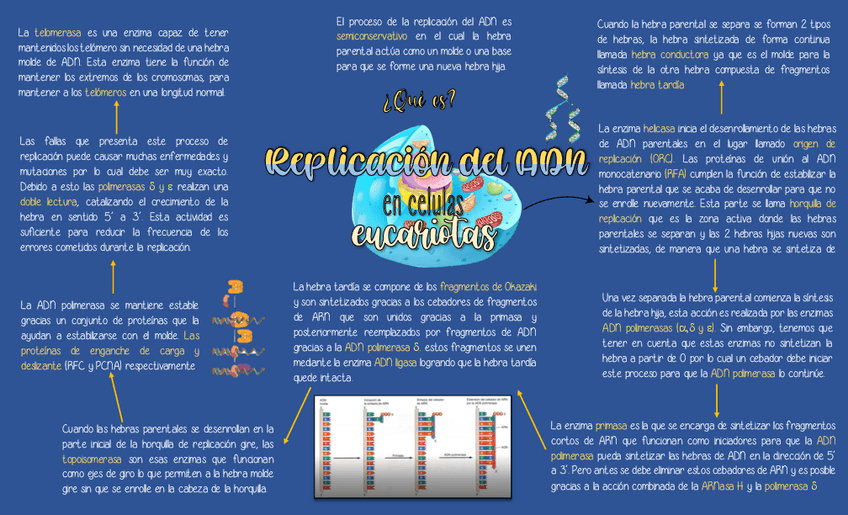 Miniatura del documento Replicacion-de-ADNEUCARIOTAS.pdf