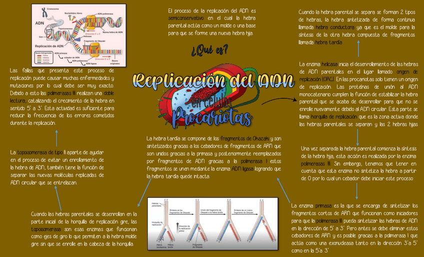 Miniatura del documento Replicacion-de-ADNPROCARIOTAS.pdf