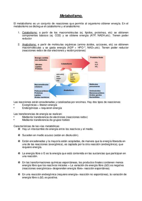 Miniatura del documento metabolismo.pdf