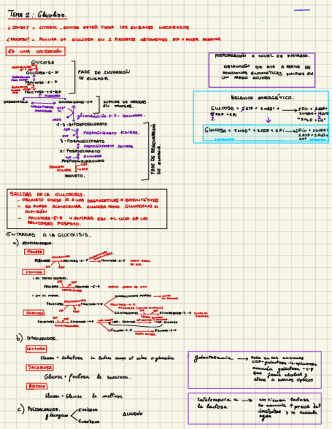 Miniatura del documento Glucolisis-tema-2.pdf
