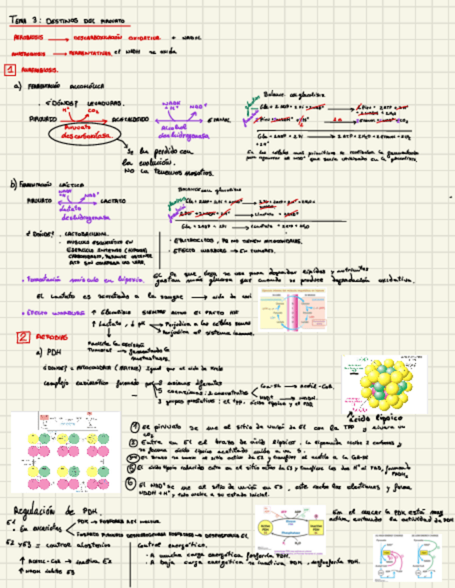 Miniatura del documento Destinos-del-piruvato-tema-3.pdf