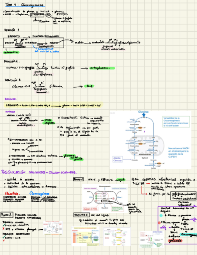 Miniatura del documento Gluconeogenesis-tema-4.pdf