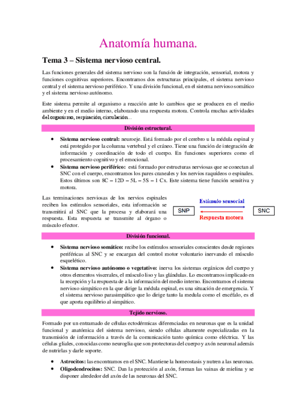 Miniatura del documento Anatomia-Humana-2o-21-22.pdf