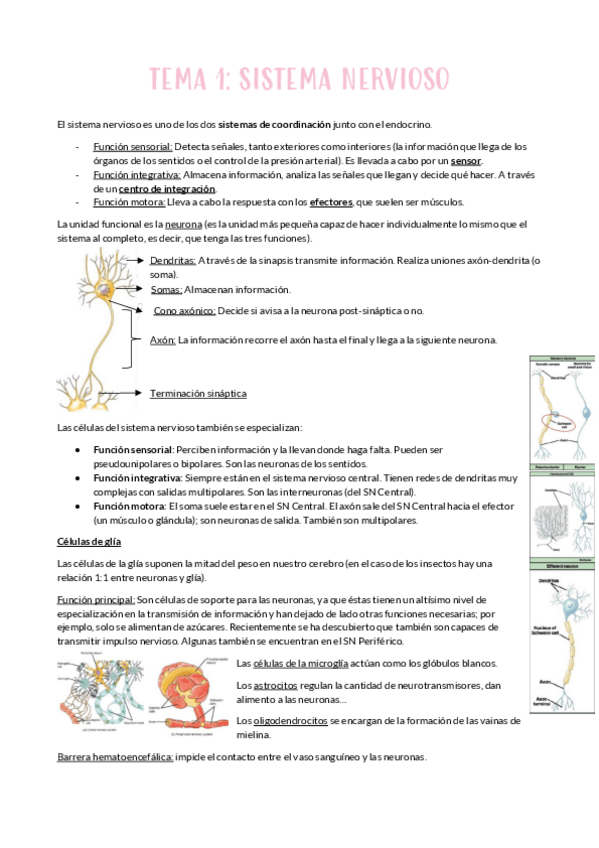 Miniatura del documento TEMA-2-SISTEMA-NERVIOSO.pdf