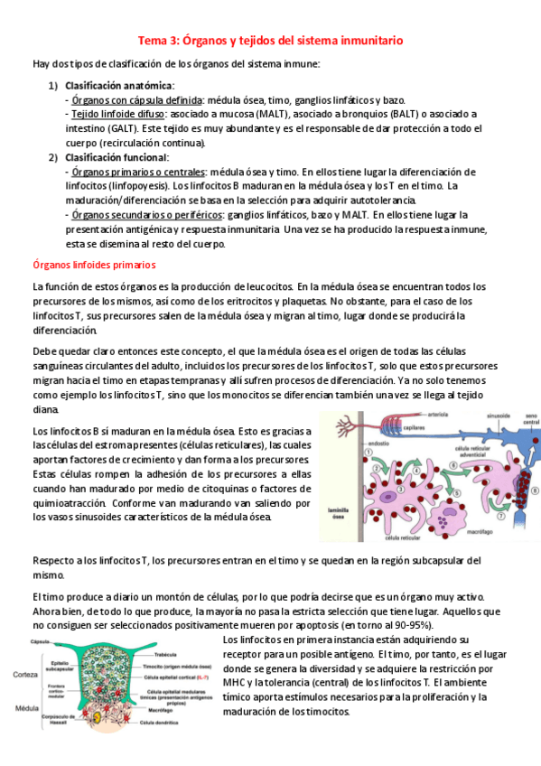 Miniatura del documento T3-I-Organos-y-tejidos-del-sistema-inmunitario.pdf
