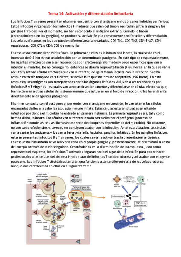 Miniatura del documento T14-I-Activacion-y-diferenciacion-linfocitaria.pdf