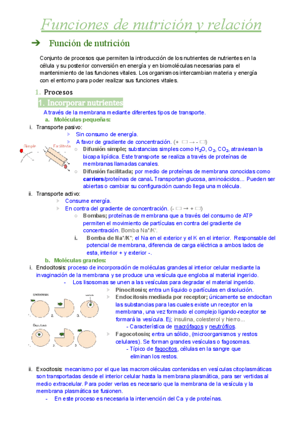 Miniatura del documento Metabolismo.pdf