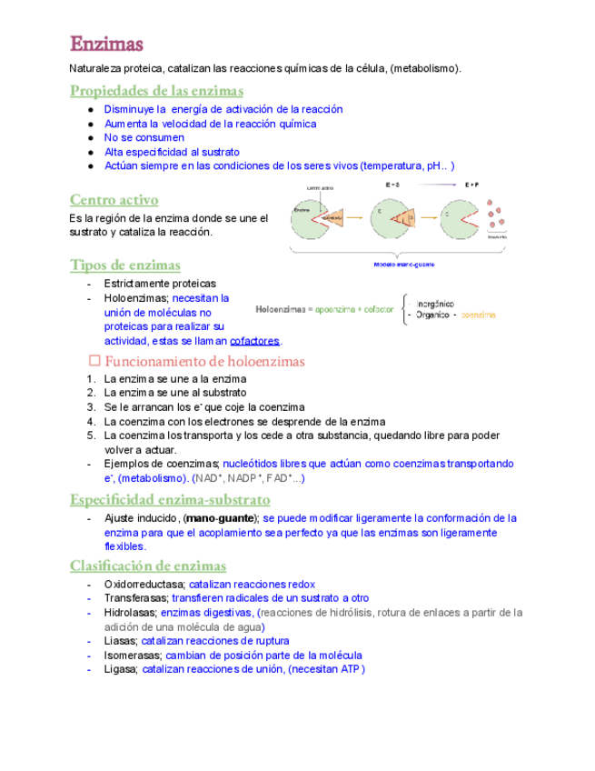 Miniatura del documento Enzimas.pdf