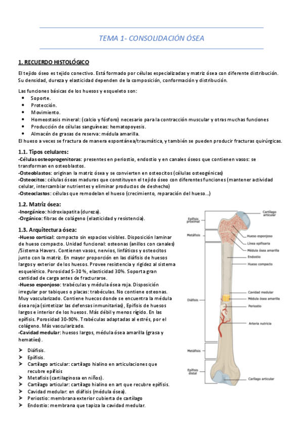 Miniatura del documento TEMA-1-CONSOLIDACION-OSEA.pdf