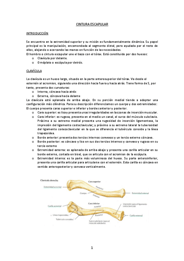 Miniatura del documento CINTURA-ESCAPULAR-marta.pdf