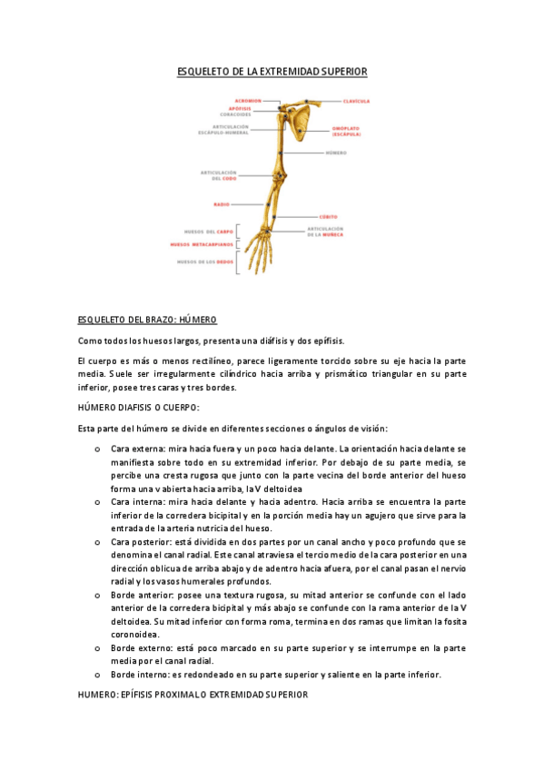 Miniatura del documento ESQUELETO-DE-LA-EXTREMIDAD-SUPERIOR-marta.pdf