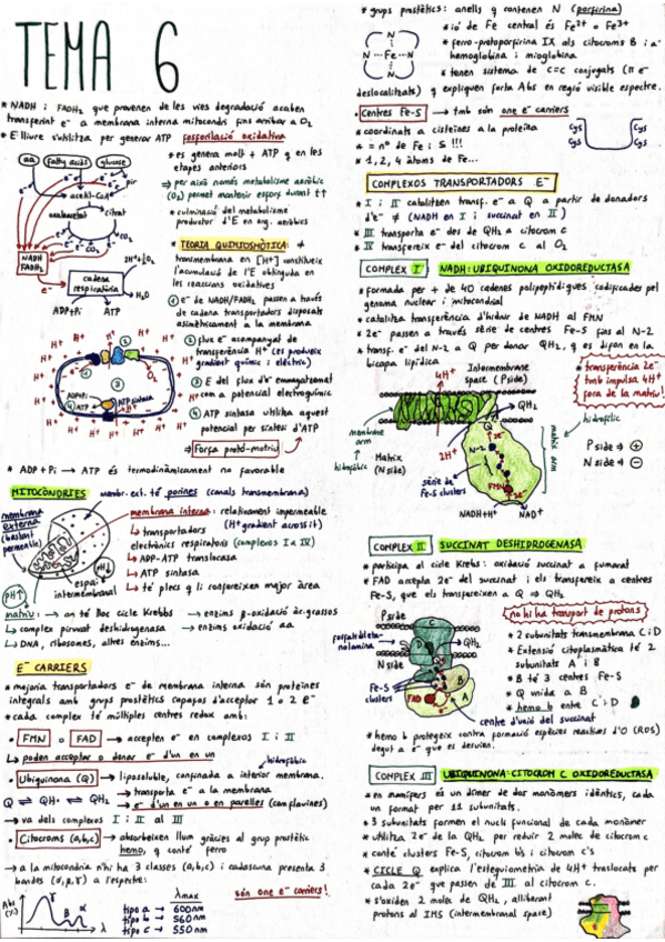 Miniatura del documento Bioquimica-Resum-Tema-6.pdf
