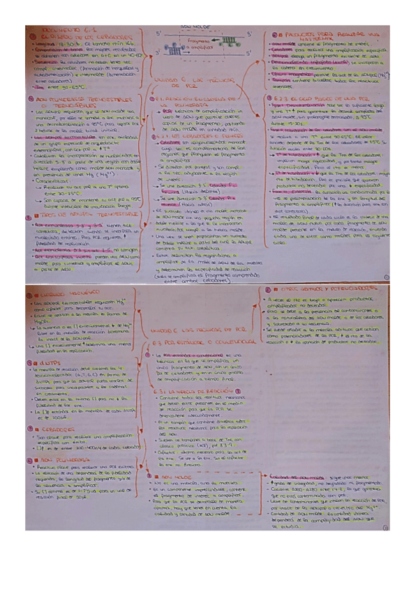 Miniatura del documento PCR-esquema-resumen.pdf