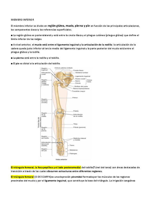 Miniatura del documento Tema-7-Miembro-inferior.pdf