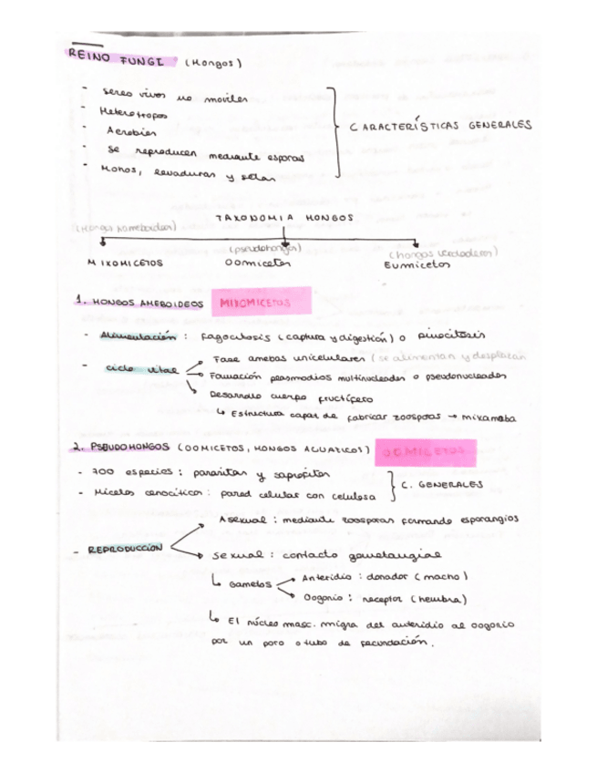 Miniatura del documento Biologia-reino-fungi-.pdf