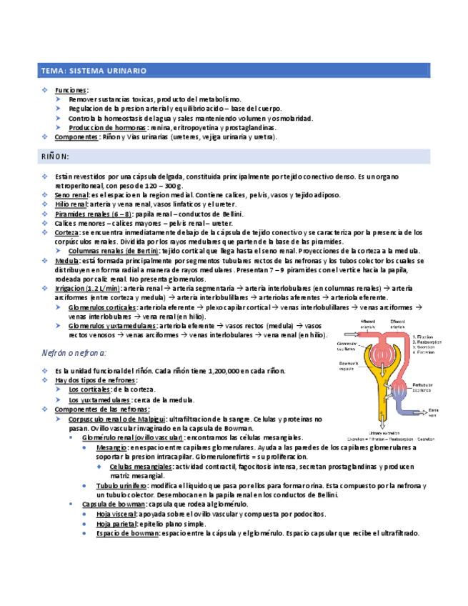 Miniatura del documento Sistema-urinario.pdf