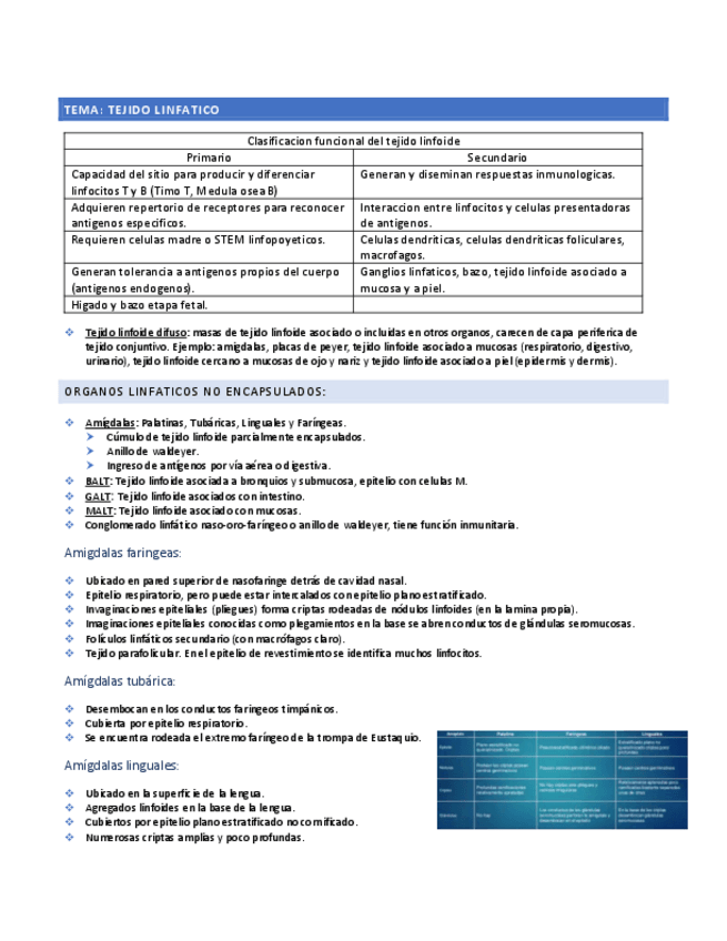 Miniatura del documento Tejido-linfatico.pdf