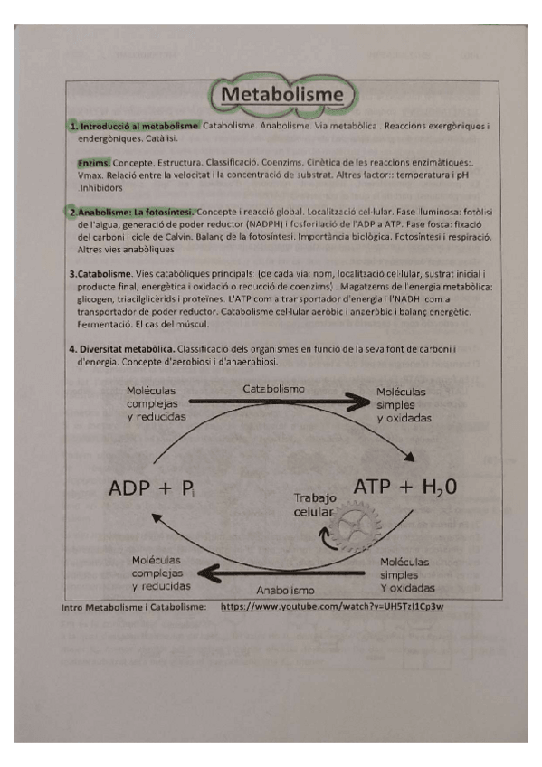 Miniatura del documento Apunts. Metabolisme