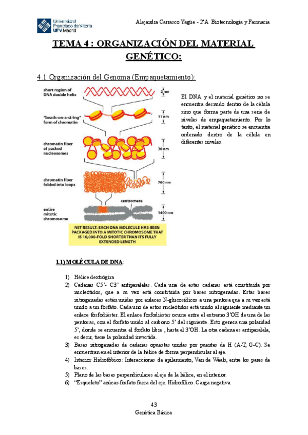 Miniatura del documento Apuntes-TEMA-4-Organizacion-del-Material-Genetico.pdf