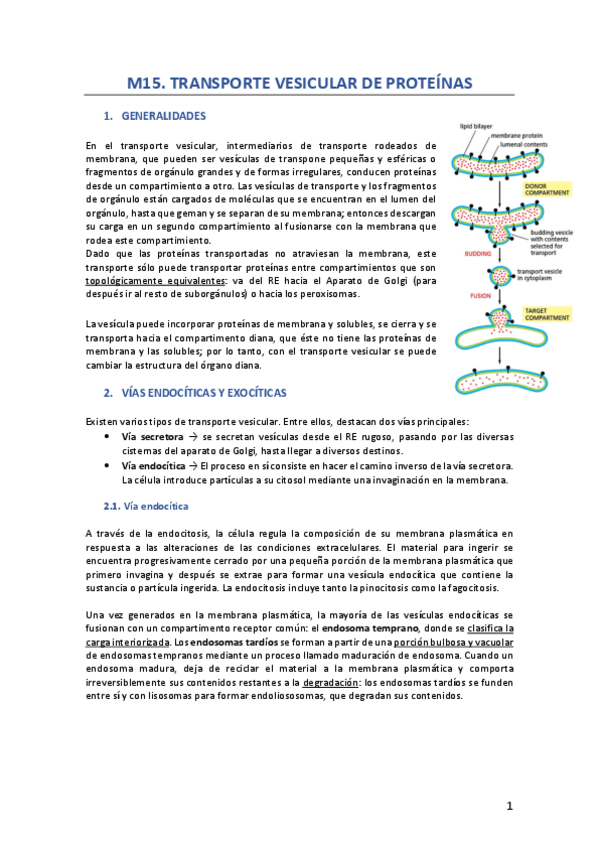 Miniatura del documento M15-revisado.pdf