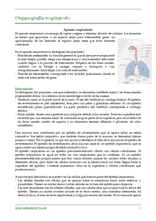 Miniatura del documento Organo respiratorio.pdf