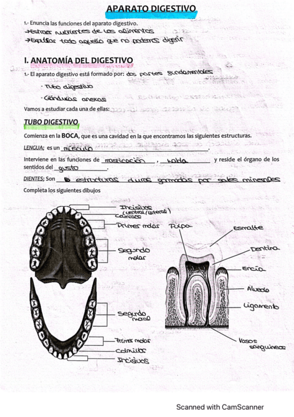 Miniatura del documento Aparato-digestivo.pdf