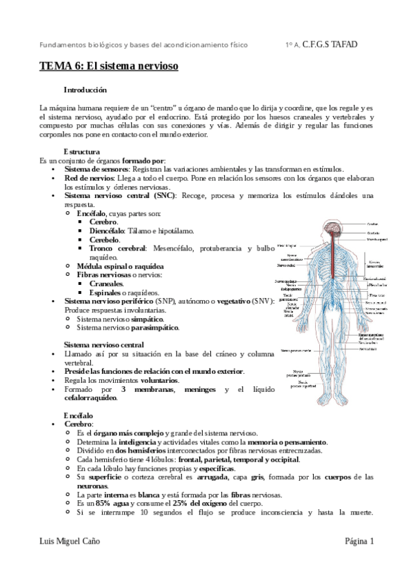 Miniatura del documento Tema-6-El-sistema-nervioso.pdf